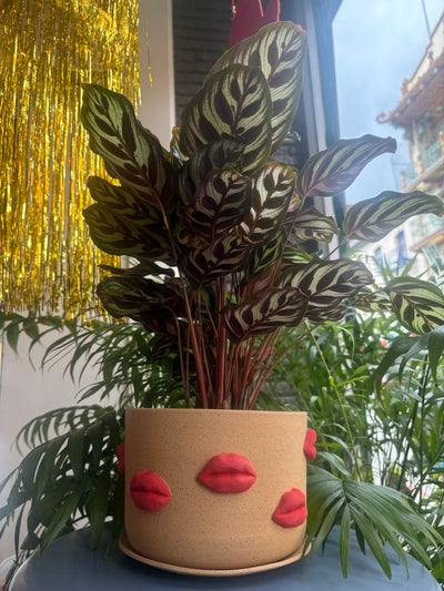 Lips Galore Planter with Plate