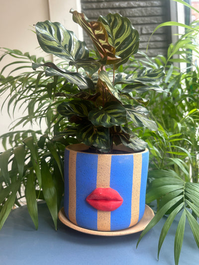 Vertical Stripes Lips Planter with Plate