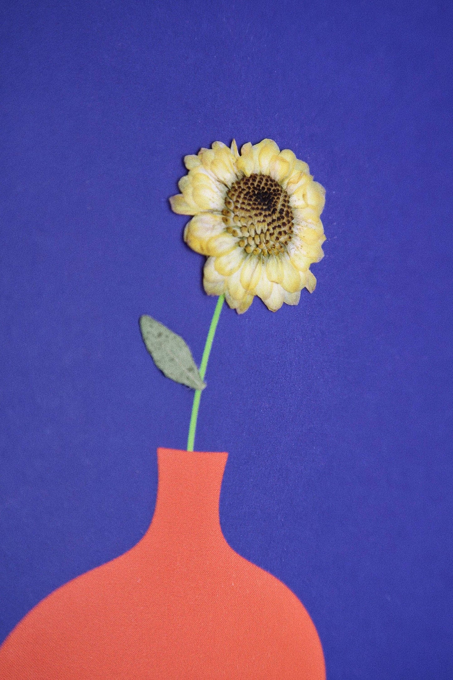 Bauhaus Dried Sunflower Card